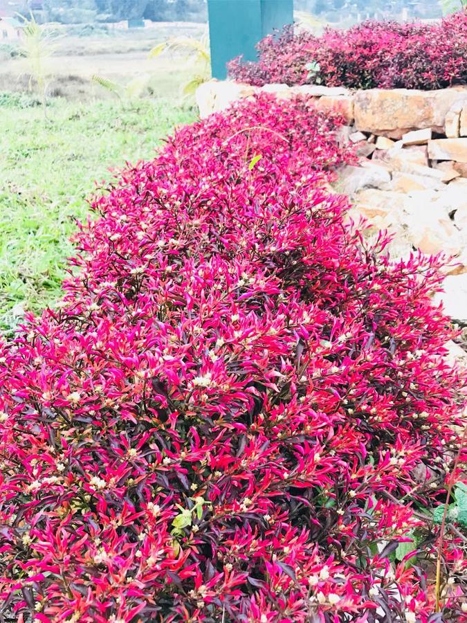 Sunshine Farms And * Shillong