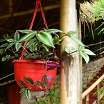 Mid Pine Home Stay