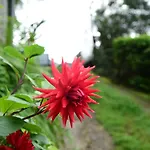Mid Pine Home Stay