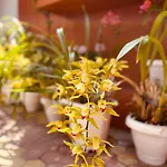 Divina Amore Guest House