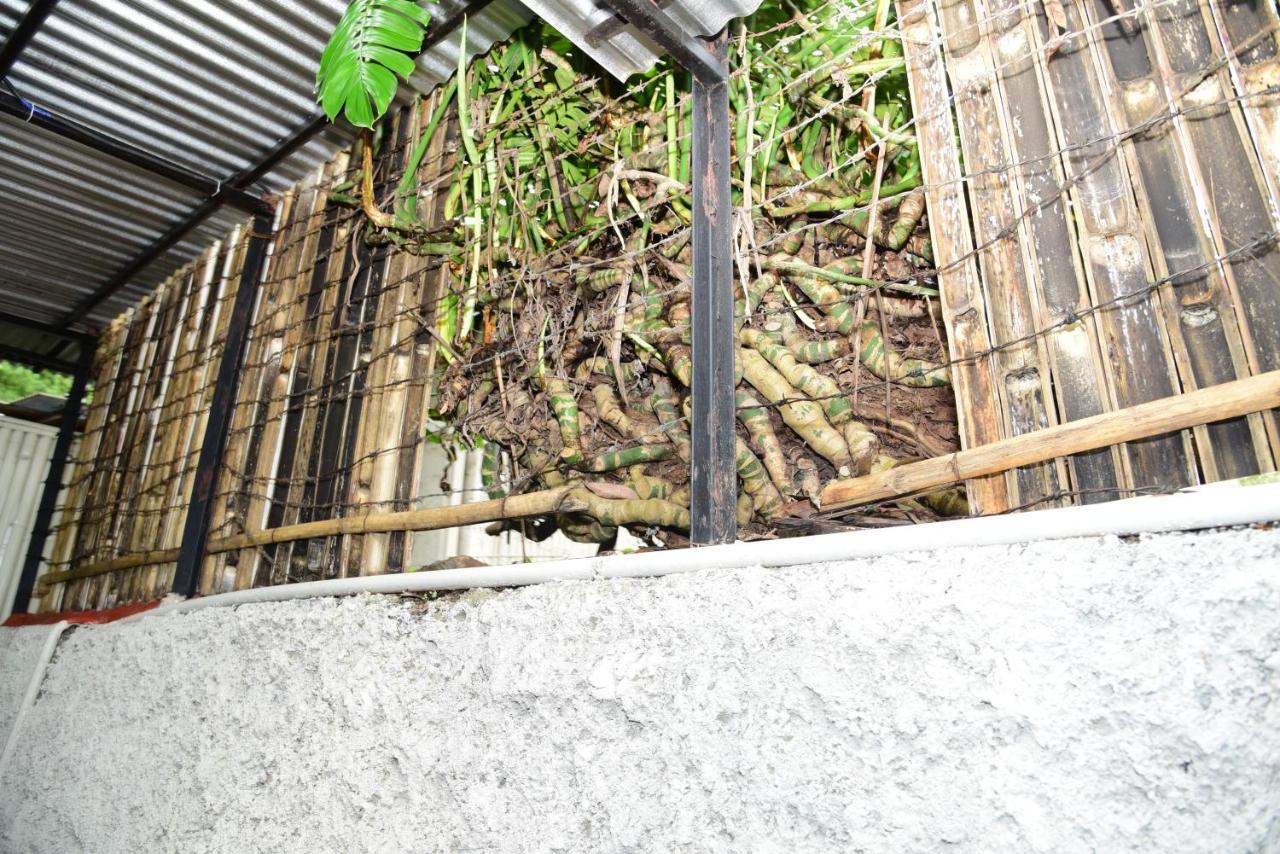 Homestay Mid Pine *
