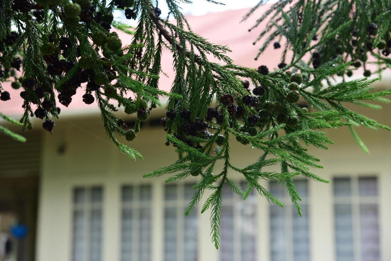 Homestay Mid Pine
