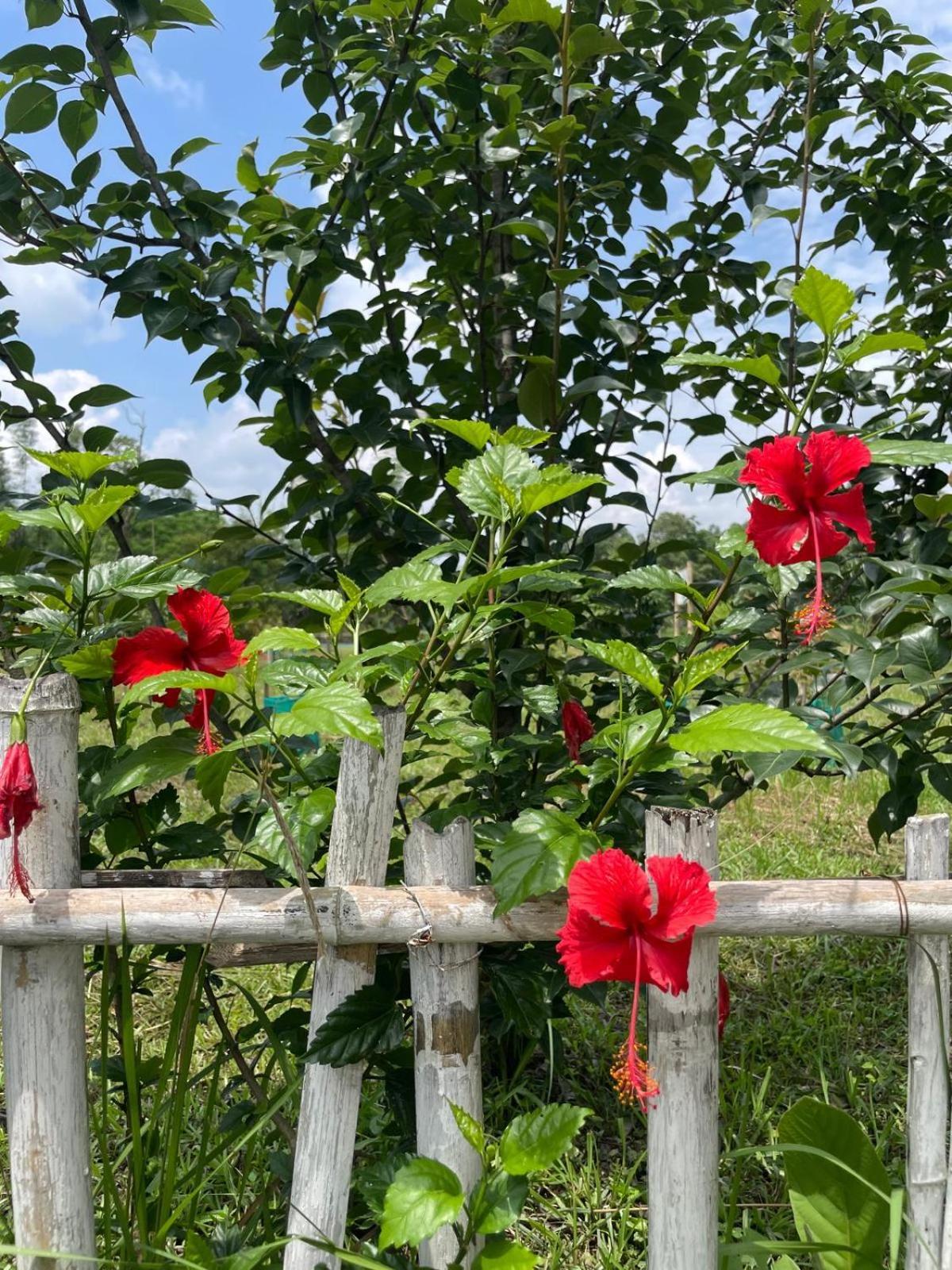 Sunshine Farms And * Shillong