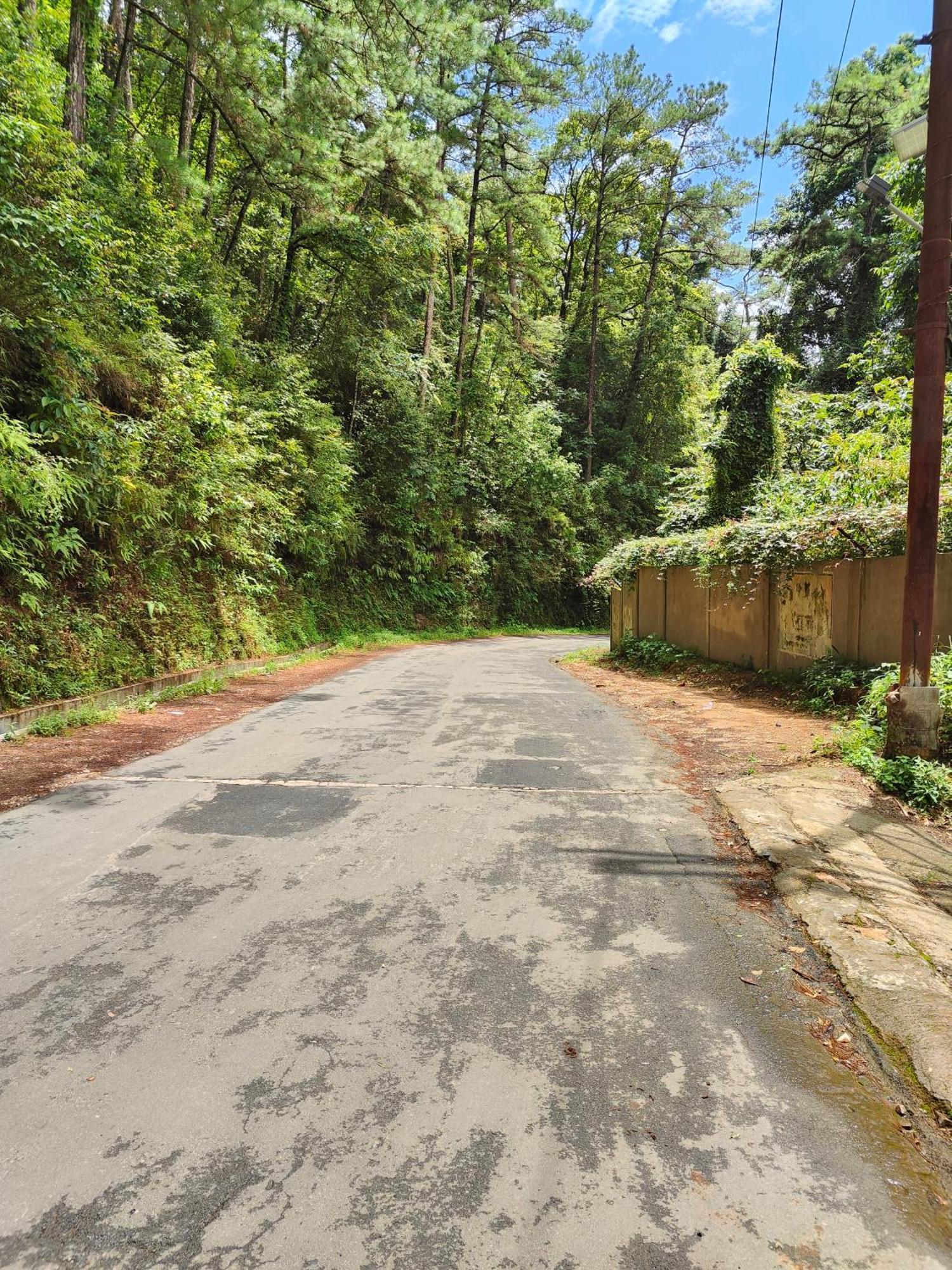 Pine Forest * Shillong